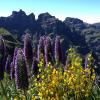 Fleures violettes