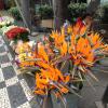 Fleure orange